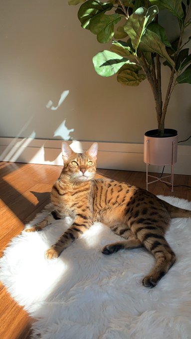everyone say HI COSMO https://t.co/6xxfseObvJ