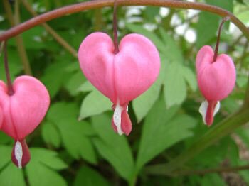 meter soil moisture Moisture Meter