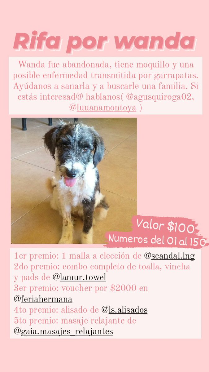 Luuanamontoya's tweet photo. Hace 2semanas dejaron a wanda y a su hermanito tirados en la acequia de mi casa.Ambos tenían moquillo y una enfermedad transmitida por garrapatas, hasta ahora junto con mi prima hemos estado costeando los tratamientos,internacion y transfusión de sangre, ya que estaban anémicos+ https://t.co/Yi672EpvSb