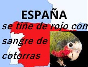 noticiero247ec's tweet photo. 🇪🇸ESPAÑA:
Matanza de #cotorras causa consternación mundial.
Invasión de sus hábitats, venta y reproducción ilegal no son consideradas en decisiones del Ayuntamiento y ellas pagan con su vida los errores humanos.
Más en:
https://t.co/ERz1tJOKxK

#MadridMataCotorras #SOScotorras https://t.co/suO4qUWoOF