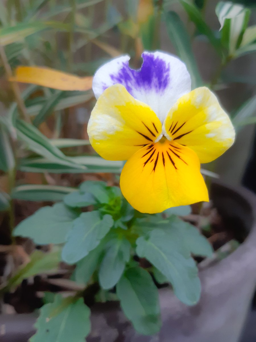 Someone toke a bite of my selfseeded Violo Cornuta....
#Flowers #gardening #GardeningTwitter