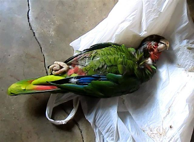 noticiero247ec's tweet photo. 🇪🇸ESPAÑA:
Matanza de #cotorras causa consternación mundial.
Invasión de sus hábitats, venta y reproducción ilegal no son consideradas en decisiones del Ayuntamiento y ellas pagan con su vida los errores humanos.
Más en:
https://t.co/ERz1tJOKxK

#MadridMataCotorras #SOScotorras https://t.co/suO4qUWoOF