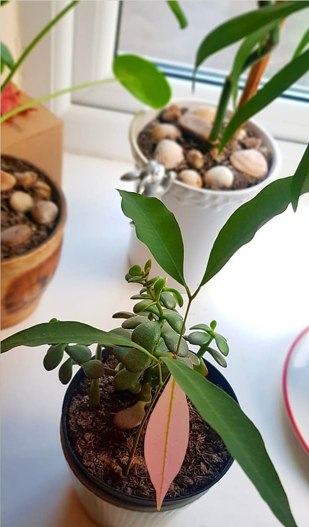 Saira_4680's tweet photo. New Growth 🌱~ 
New Leaf On My Lychee 💫 

#plant #plants #newgrowth #growth #houseplant #houseplants #green #refreshing #Plant https://t.co/n1a0ysc80w