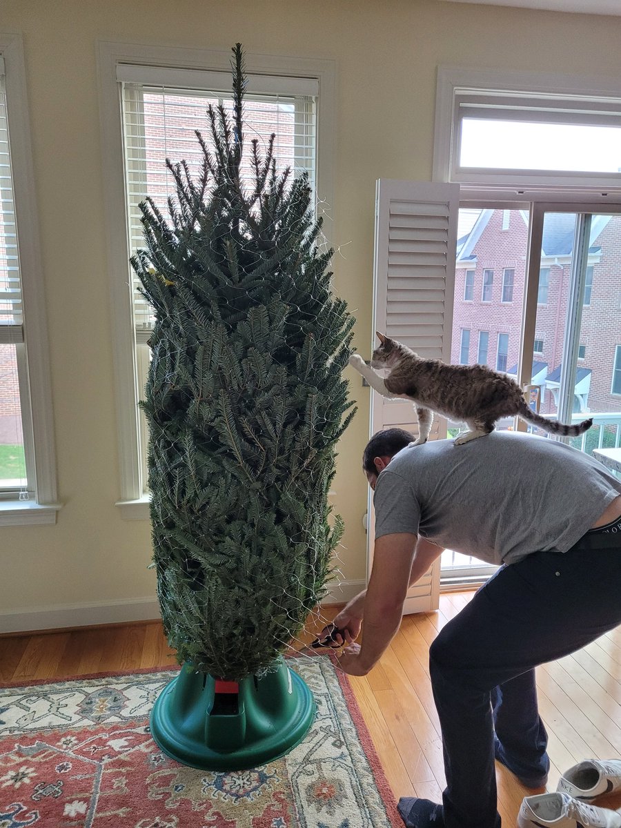 beckywflyhair's tweet photo. But will the tree last or will it be knocked over like the last one? Miss P is intrigued. #holidays #HolidaysAreComing #hiliday #ChristmasTree #christmas #cats #devonrex https://t.co/vOH1rfOzL5