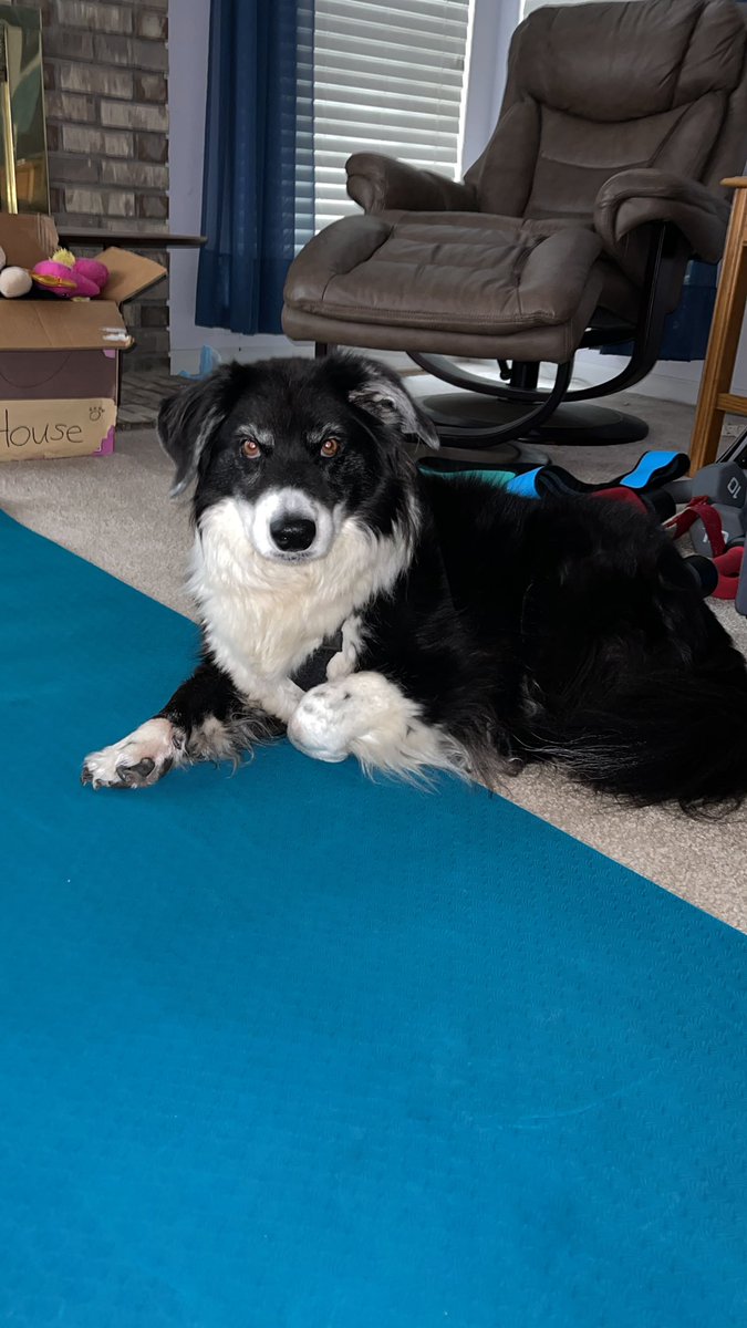 Framechik's tweet image. This little girl Ellie just turned 12!