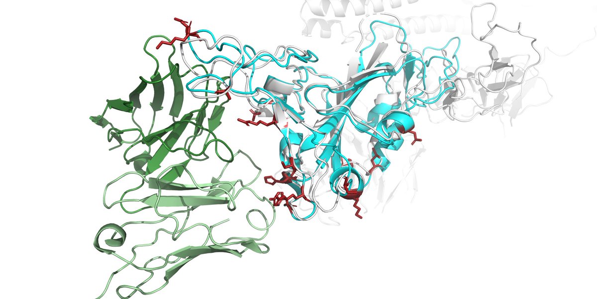 will_barrcode's tweet photo. Was curious what AlphaFold would predict about the #Omicron RBD. The top ranked structure was within 1-3 Å of deposited alpha RBDs and within resolution of a @bjorkmanlab @NussenzweigL structure (6XCM) bound to a human mAb https://t.co/6aN9JRGQMX