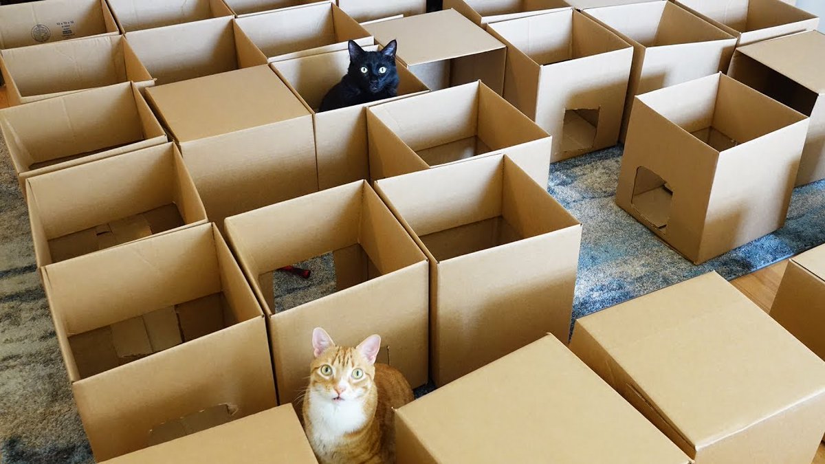 ColeTheBlackCat's tweet photo. The cat box maze! 😹

#catboxsunday #coleandmarmalade https://t.co/NgD3Ib9FkY