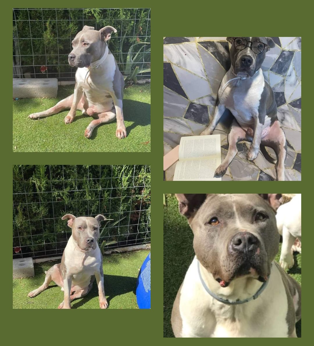 ¡EROS EN ADOPCIÓN URGENTE! 🥺🥺🆘🆘🆘
Rogamos ayuda.

Eros tiene 7 años ,está muy  adaptado ya a una casa 😞, estaba adoptado, pero a su mamá la han operado del corazón, una operación muy complicada que le impide poderlo pasear.