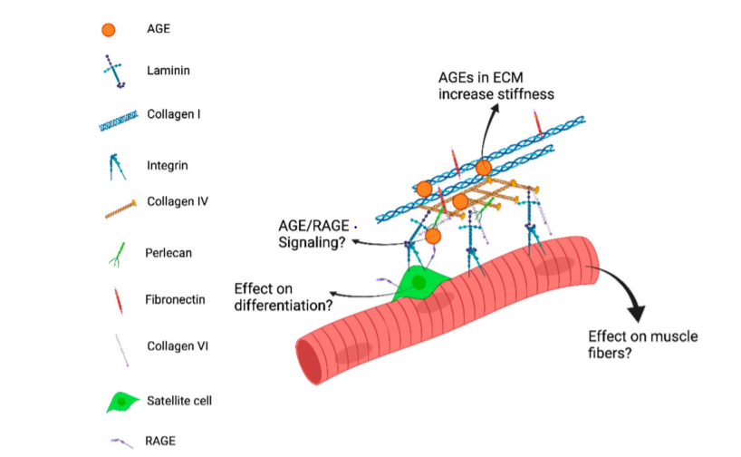 Advanced Glycation End-Products in Skeletal Muscle Aging mdpi.com/1339474 #mdpibioengineering via @MDPIOpenAccess