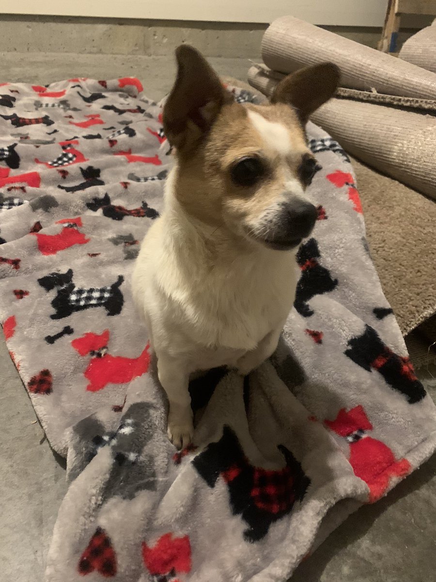 bailey_estep2's tweet photo. PLEASE SHARE 

I found this little girl on rt 7 in BLACKSVILLE around 1:30 PM today. I brought her back to Morgantown with me since there was no name tag. 

Please help me find the owner. This pup is very calm and sat on my lap the rest of the drive and was very friendly. https://t.co/vRoy241xrQ