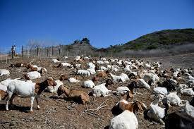 jasonauer's tweet photo. @analog_kid the fire goats https://t.co/TNsRB6vjoN
