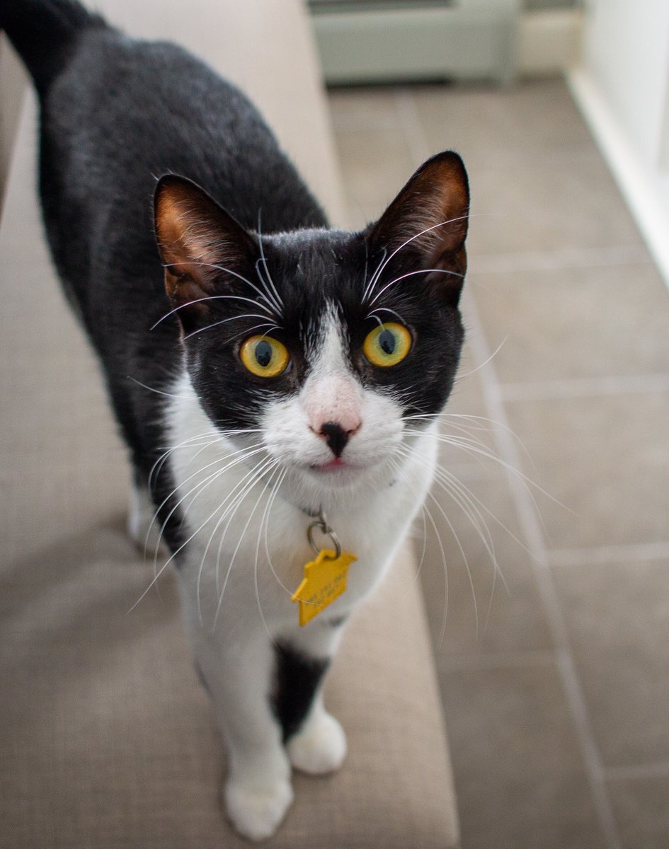 beedeephotos's tweet photo. zoey parts 1-4 || #photography #canonphotography #t3i #eosrebel #cat https://t.co/AlxstkmPwG