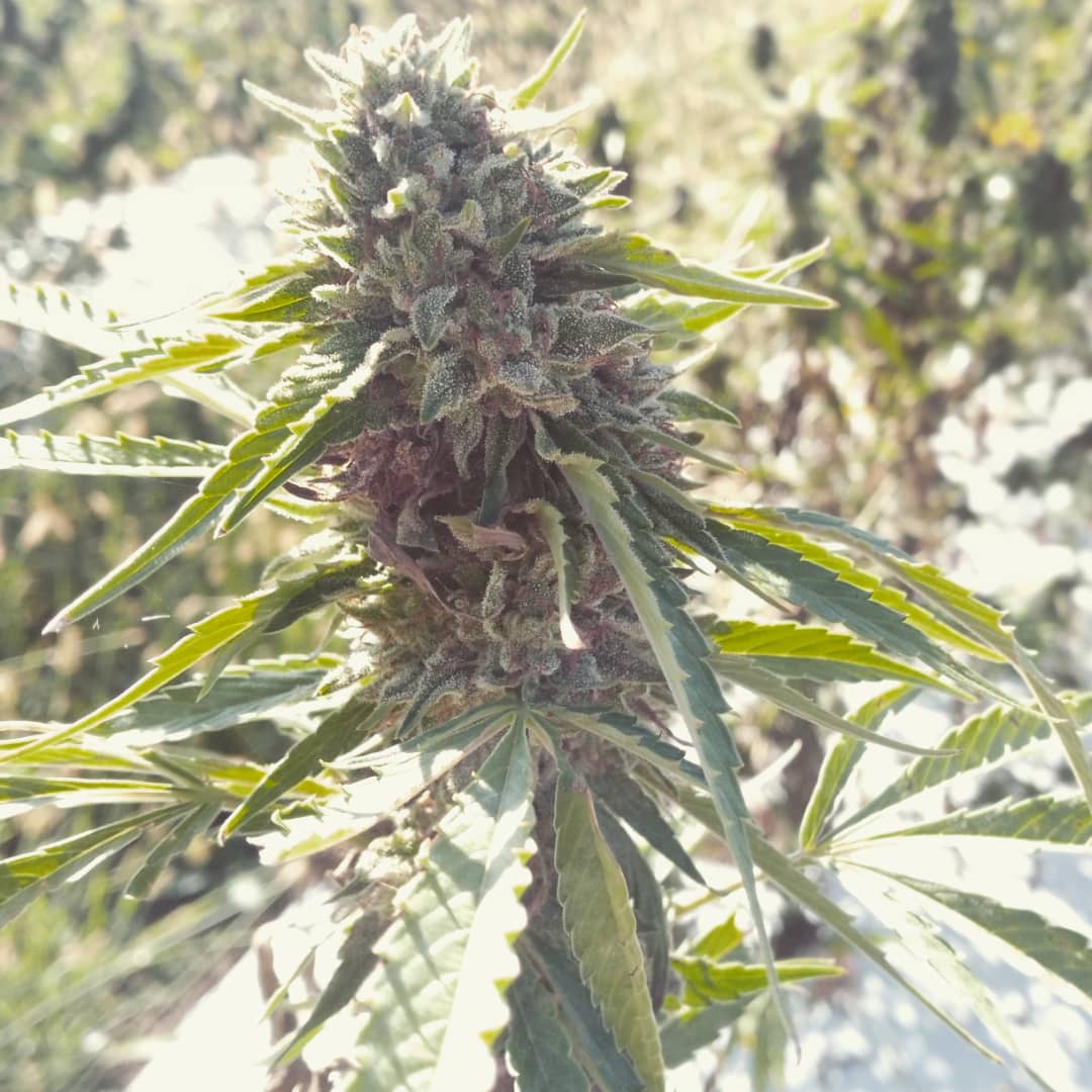 MycoBloom tweet media