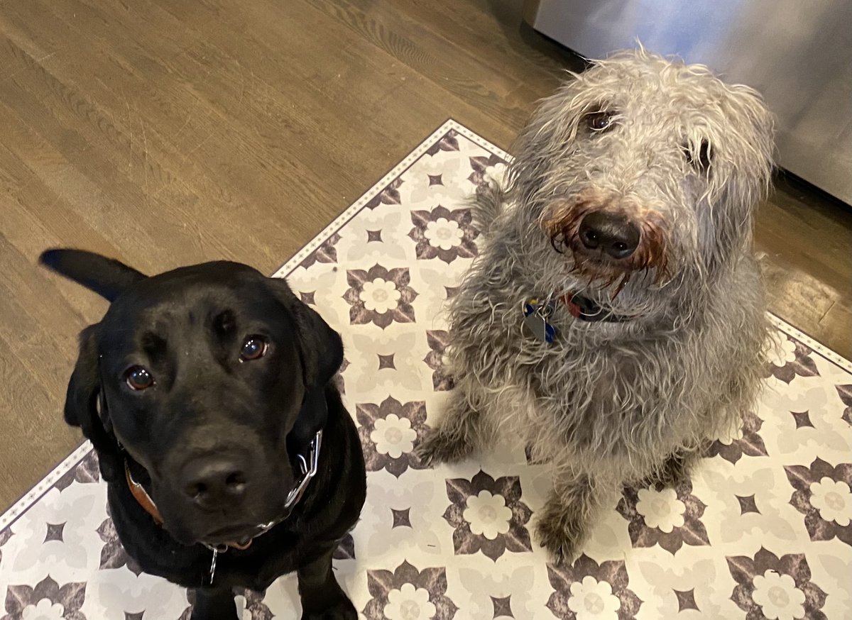 Jenna_Blum's tweet photo. BUT WHAT ABOUT #DOGSGIVING THO https://t.co/xxfSqbxPa0