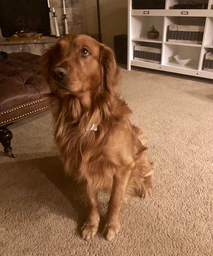 justice4stanley's tweet photo. Update: Matt Vraspir and Aaron Bennett pleaded guilty to misdemeanor animal exposure of a carcass for throwing Stanley’s body off the Star bridge and into the river. Bennett also pleaded guilty to misdemeanor reckless discharge of a firearm for shooting and killing Stanley. https://t.co/ABtok3b2FM
