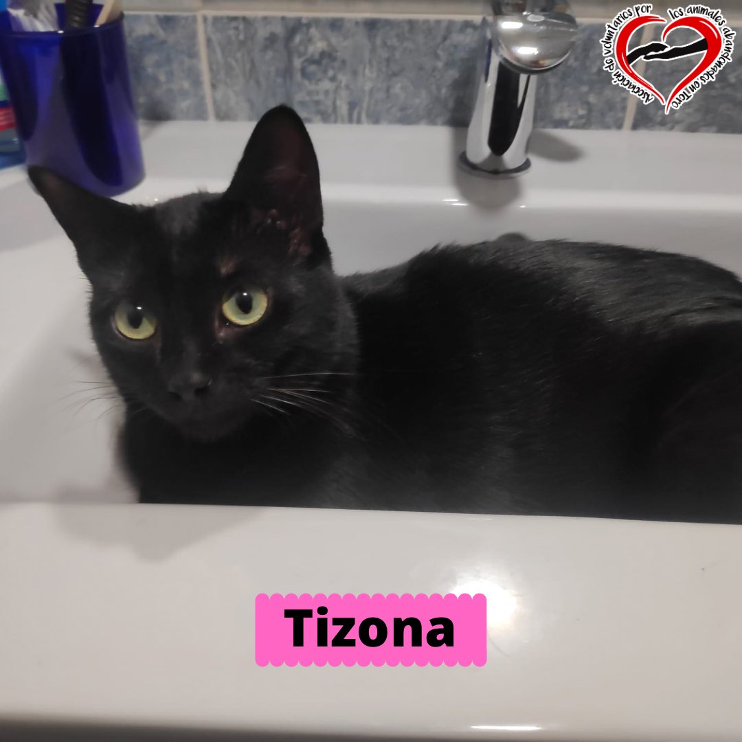 AnimalesToro's tweet photo. 💗TIZONA💗

Nuestra princesita Tizona, está buscando su hogar definitivo y una familia que la adopte! 
Tiene casi 2 años, es buenísima, cariñosa, curiosa, juguetona!

➡️abandonostoro@hotmail.com 
➡️https://t.co/WMkbJKwaDh https://t.co/XxEfvaCcO4