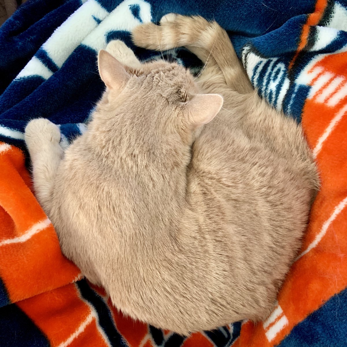 Cinnamon roll Ro. #CatsOfTwitter #RescueCat