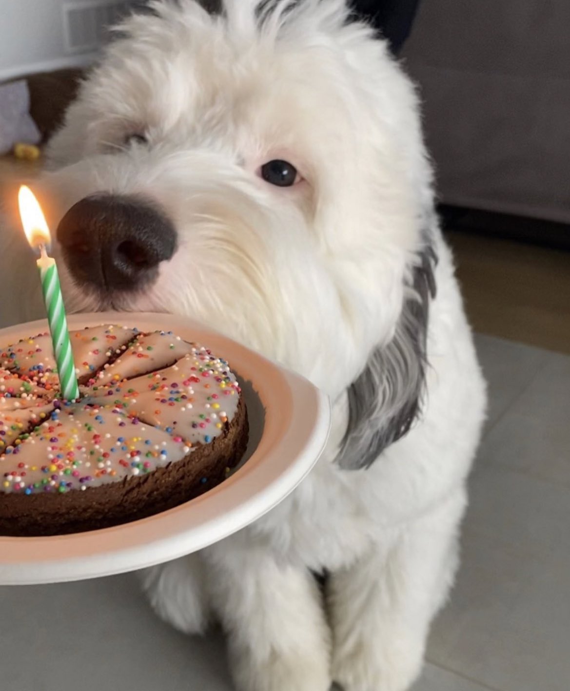 Everybody reply with happy birthday joe biden dog right now 