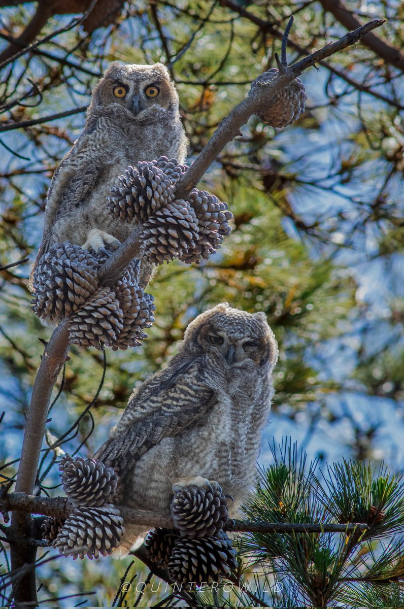 Nicoaraya_s's tweet photo. Excelente excursión hoy en #Quintero, pudimos observar la nueva generación de Tucuqueres, unos gemelos (?) hermosos.

Para más fotos de Aves puedes ver mi https://t.co/cqOO2IikF2

@mma_valparaiso @MMAChile #birdwatching #wildlife #avesdechile #birds #birdsofchile #share #RT https://t.co/7eQPHYb7hc