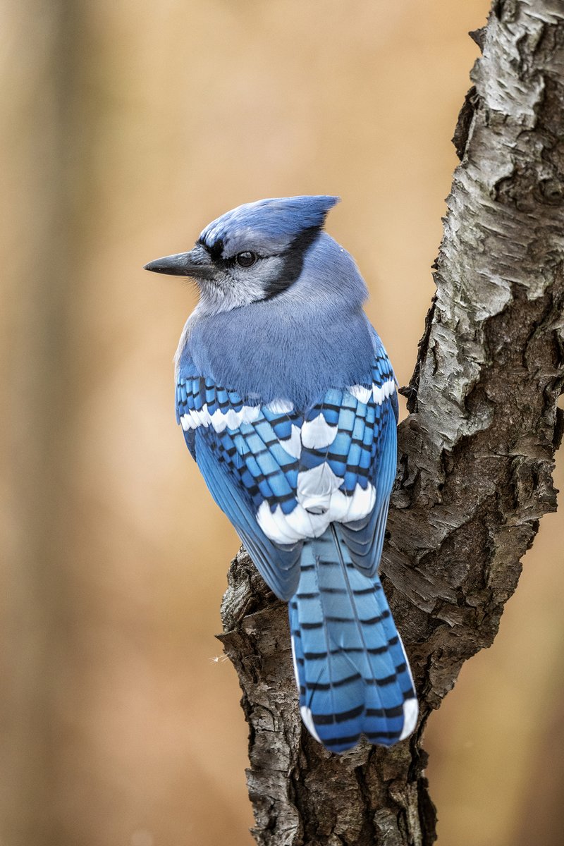 A Blue Jay showing its beautiful shades of blue. 💙