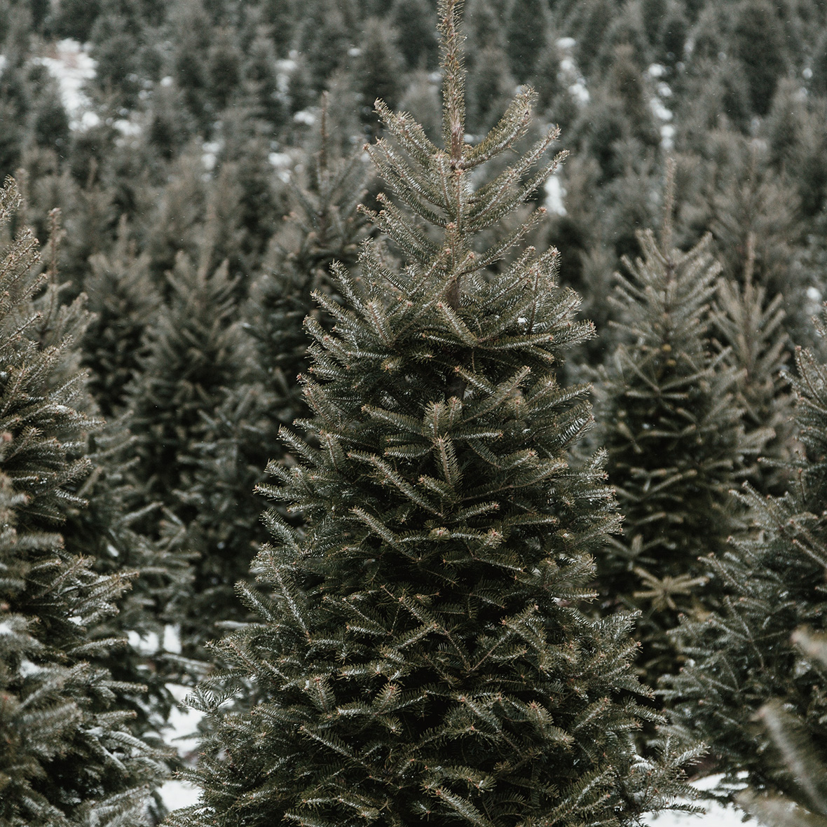 DISHONORLONDON's tweet photo. It's the perfect year for all of us to have a more grateful and sustainable Christmas. 
Did you know you can rent a Christmas tree which once the festivities end can be replanted for another year? Fighting climate change with festive cheer!

#sustainablechristmas #christmas2021 https://t.co/kwwfNzXE90