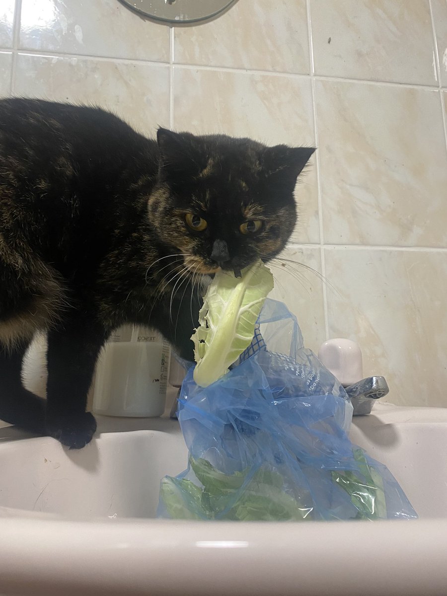 Really didn’t expect my cat to be stealing cabbage …