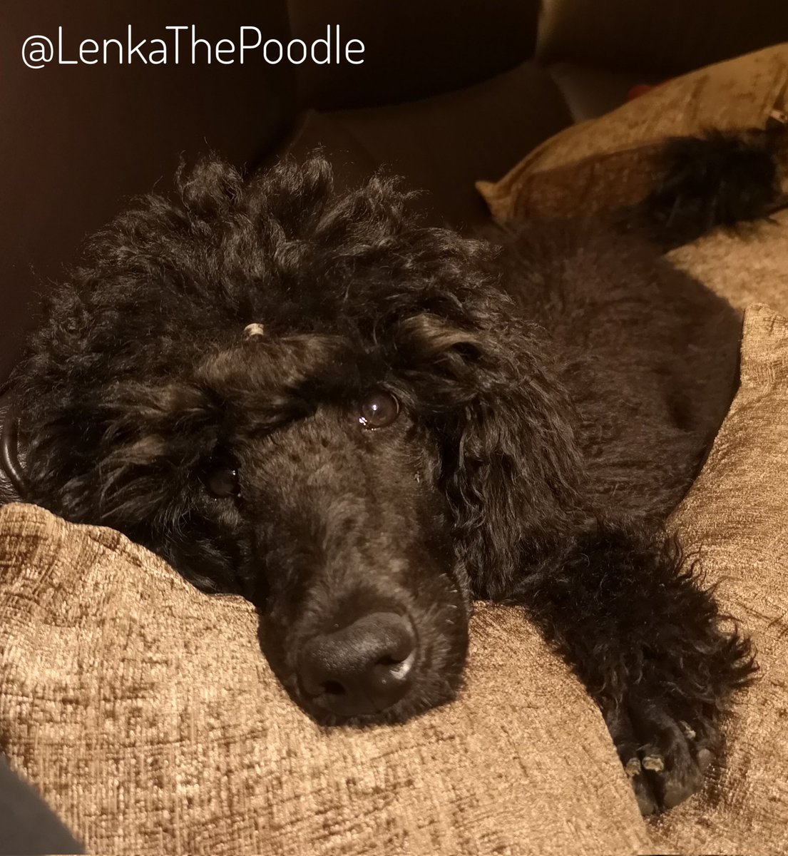 They bought new cushions for the sofa &amp; I approve 👌
#StandardPoodle #Poodle #Puppy #DogsOfTwitter