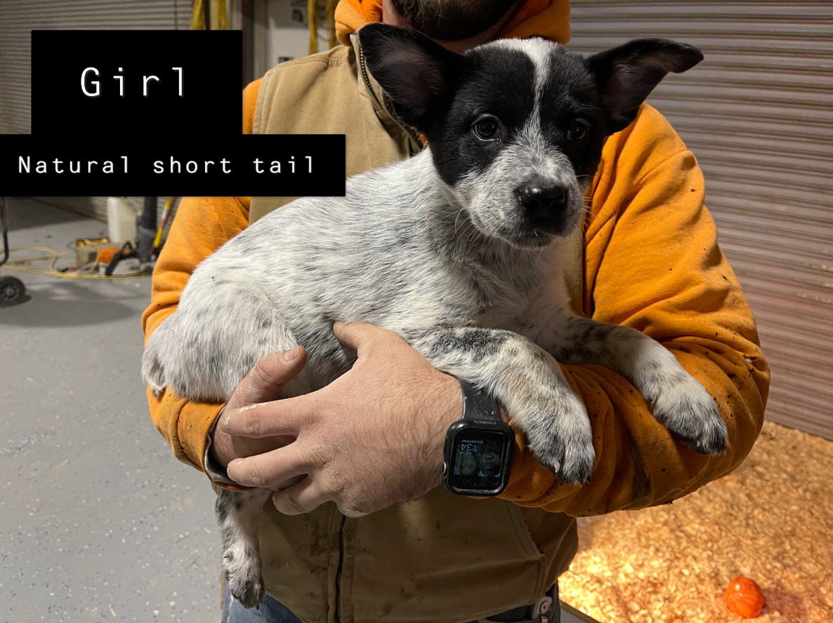 kaleyyjo's tweet photo. Blue heeler puppies for sale, 8 weeks old ready to go home today. $500 https://t.co/rR0AJW7G5J