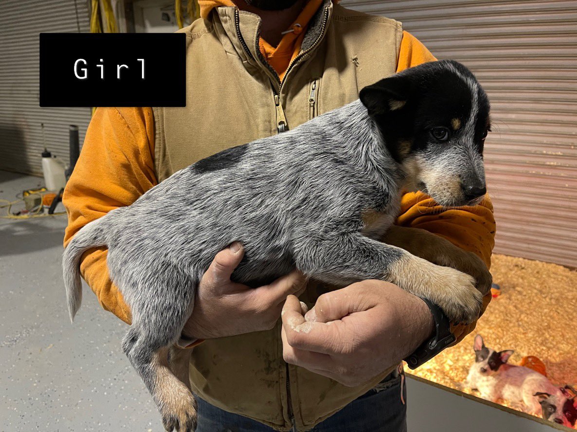 kaleyyjo's tweet photo. Blue heeler puppies for sale, 8 weeks old ready to go home today. $500 https://t.co/rR0AJW7G5J