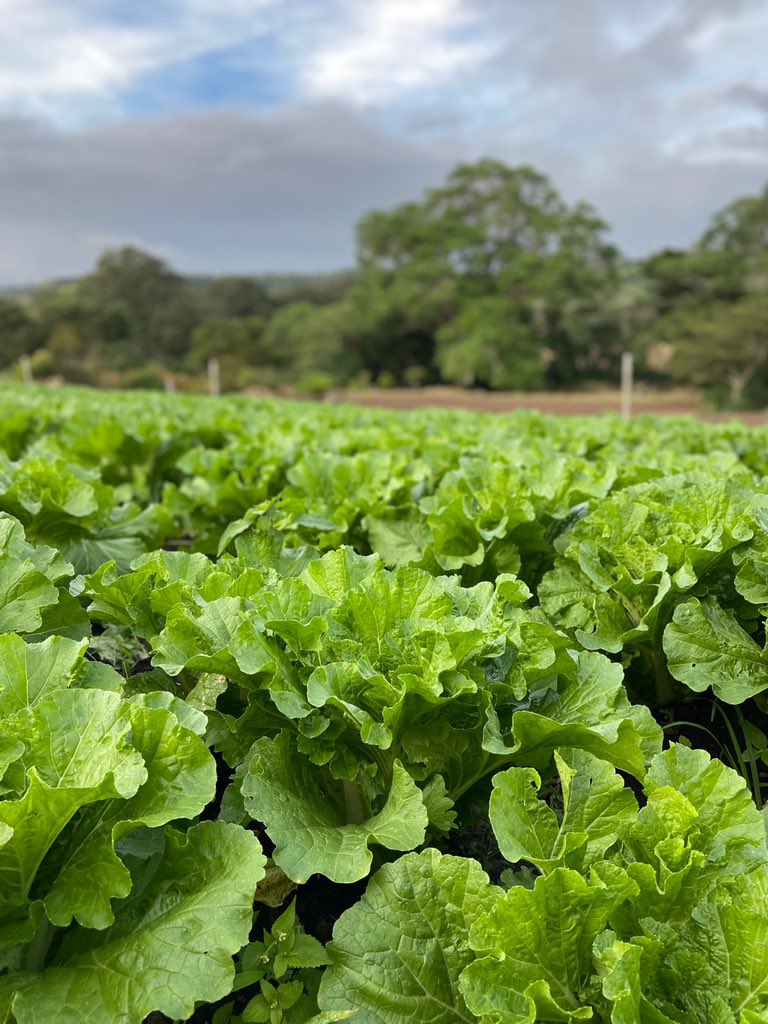 CanEmbCRHNNI's tweet photo. Helping businesses access technologies to adapt to climate change requires outside the 📤 thinking. 

With Canada’s 🇨🇦 support, @medadotorg offers innovative finance in #Nicaragua to smallholder farmers. https://t.co/qChvzPFW67
