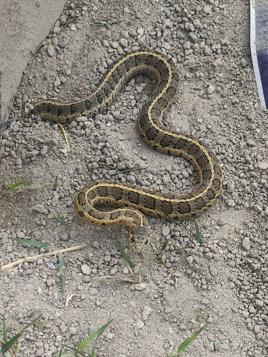 Alexisp64022394's tweet photo. @Herpeto_cosas Hola @Herpeto_cosas  encontré esta en mi jardín, ¿Me preocupo? Fue en Tlaxcala https://t.co/hGT3Fp367z