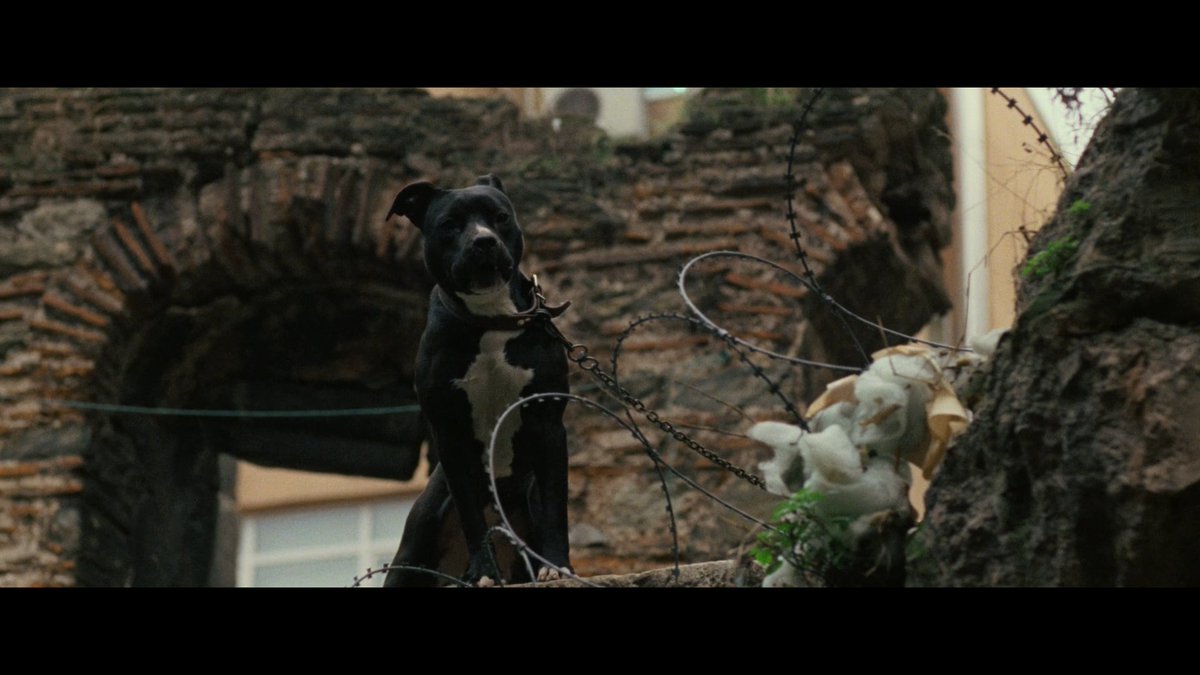 pelimancer's tweet photo. argo <3 #dogsonfilm https://t.co/gjMq5lwLpR