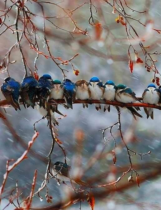 🍁💙🤍🍁Good morning 🍁💙🤍🍁