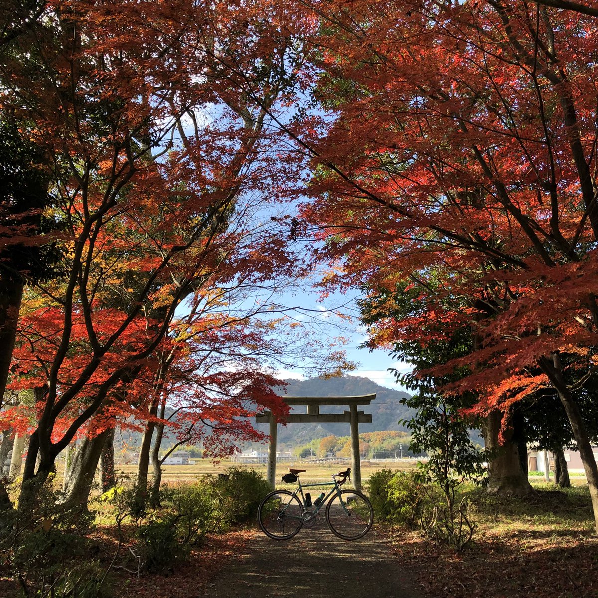 arigatuo03's tweet photo. 加西市で最も画になる紅葉スポットはやっぱりココでした。後ろにはローカル線北条鉄道が走ってるので、撮り鉄の方も多いみたい。この写真、無加工なんです。時期と光を待った甲斐がありました。
#ビアンキ #紅葉 #大歳神社 #加西市 #kasai #hyogo #japan https://t.co/mWAD7RJ4W6
