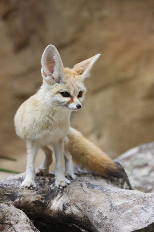 FennecFoxToken's tweet photo. https://t.co/JnbEuQSGE9