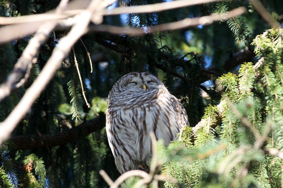 Michelle Kisil (she/her) tweet media