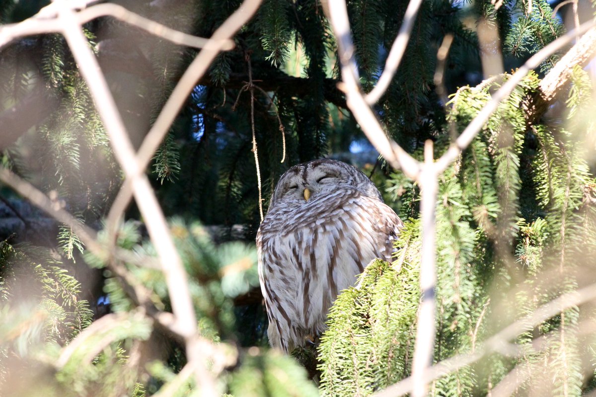 Michelle Kisil (she/her) tweet media