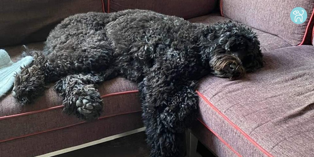 JWagable's tweet image. I am satiated, satisfied and somnolent today. #HolidayDog #SofaDog

Props to Drew and his pup.