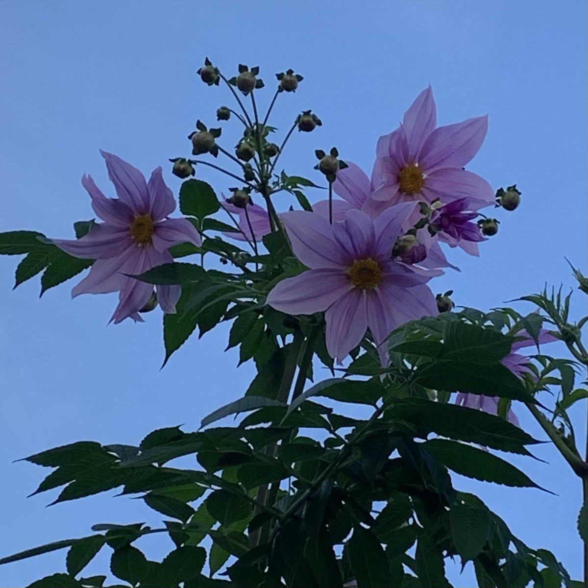 🌸お早ようございます🌸おはー(((o(*ﾟ▽ﾟ*)o))) 🌸🌸🌸花だより🌸🌸🌸 皇帝ダリアの季節ですあちらこちら良く見かけます。どの皇帝ダリアも快晴の空に向かって元気よく咲き誇っています。