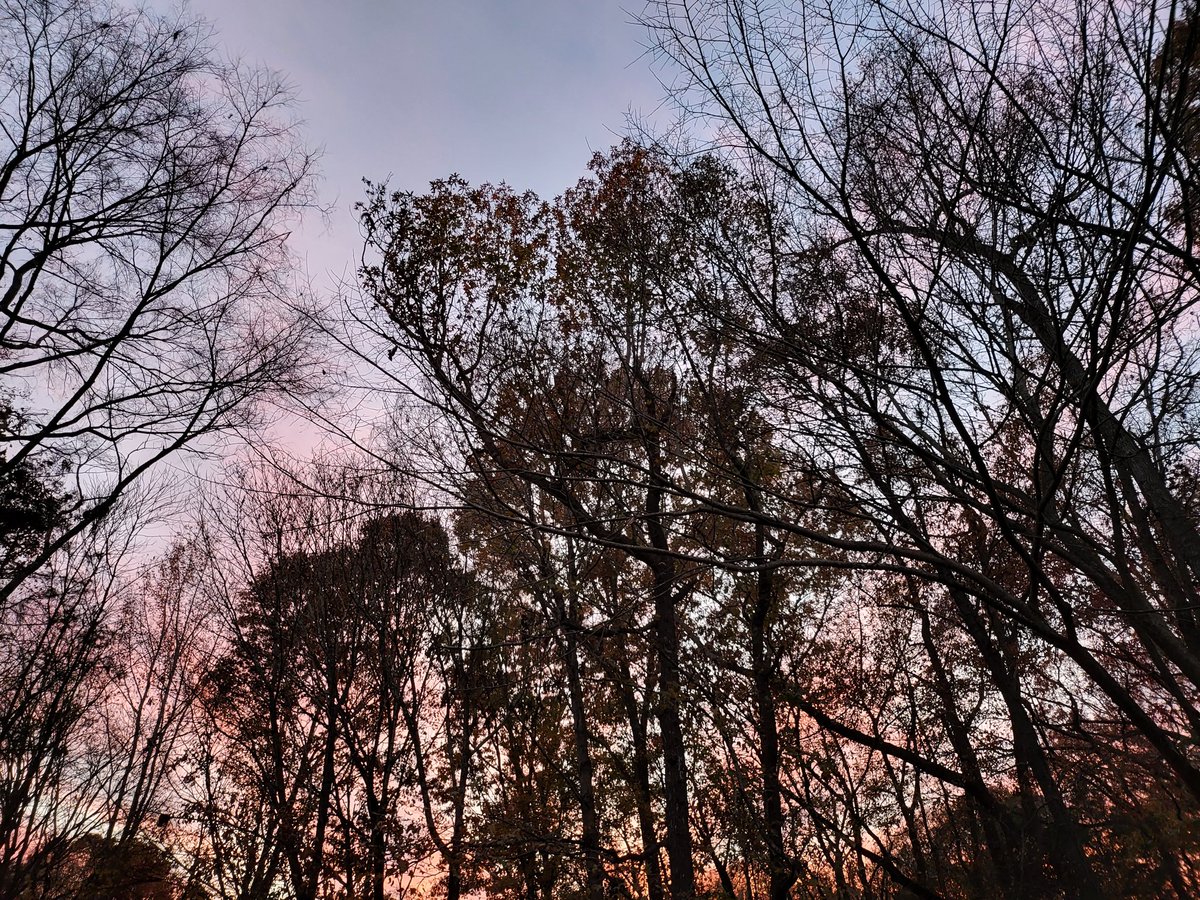 MarkASchrader's tweet photo. Squirrel game.
Can you spot the squirrel in the limbs?
#nature #NaturePhotography
#SquirrelGame https://t.co/OggtOBQz12