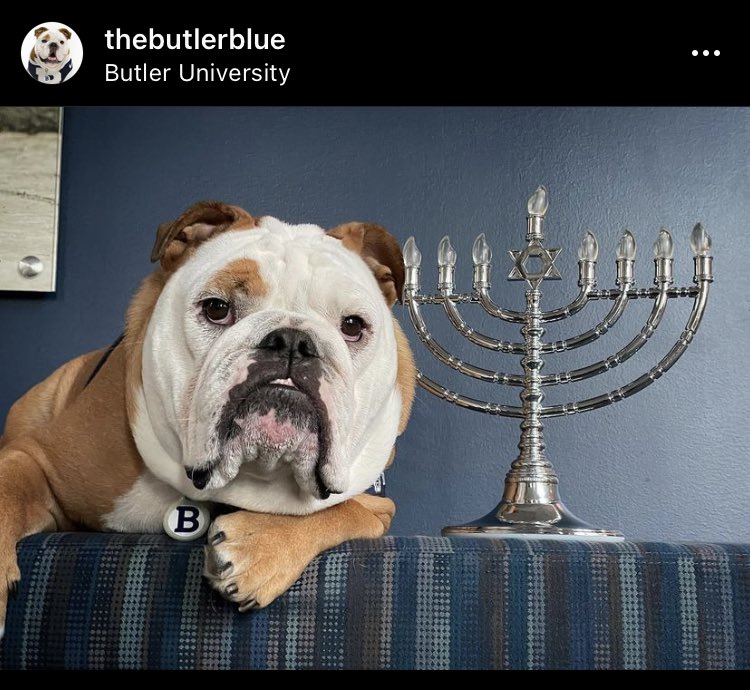 wog_world's tweet photo. “What a big pug!” -@bonwog https://t.co/cwn51NEVe0