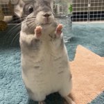 「まあまあ落ち着いてください」と言いたいときに使いたいチンチラの画像!