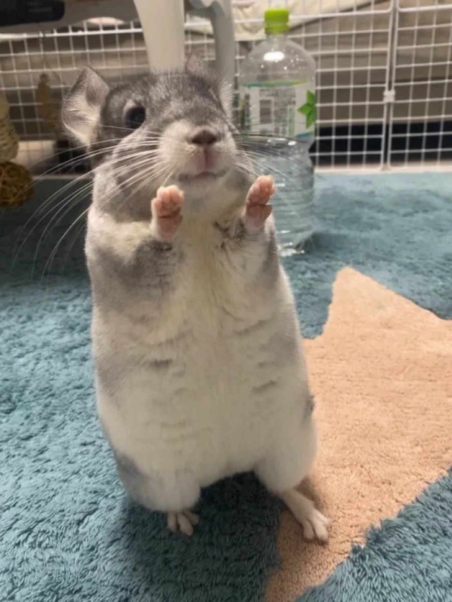 「まあまあ落ち着いてください」と言いたいときに使いたいチンチラの画像！