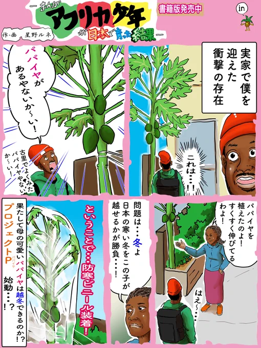 パパイヤも姫路へお引越しか?!元気なおいしいパパイヤに育って欲しいですね。フォローで応援、元気充電です。いいねでパパイヤに日がさします。リツイートでパパイヤが寒さを忘れます。#漫画 #エッセイ #パパイヤ #越冬 #ビニールハウス 