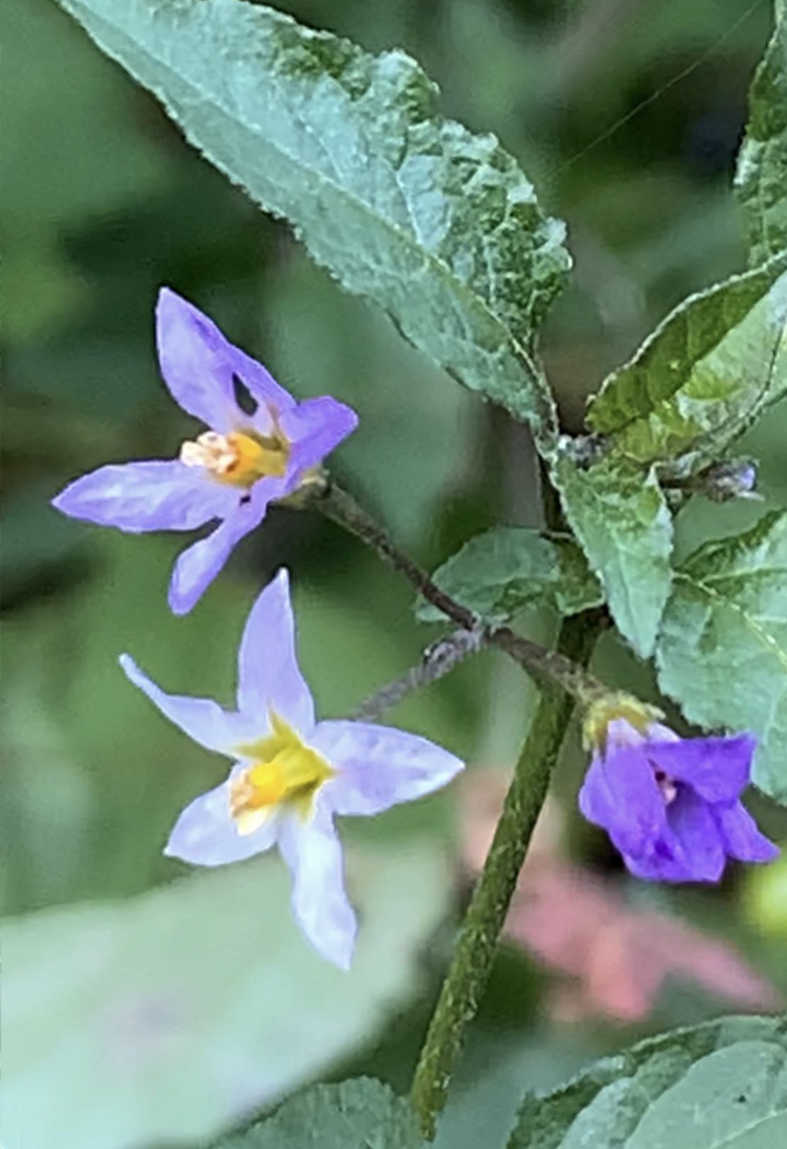 花ざっき チャレンジ54 アメリカイヌホオズキ 白く見えた花も薄いムラサキ色 極寒でも花咲かせてます しかもカワイイ花 野草 Tlを花でいっぱいにしよう T Co Ucvgjwcdk3 Twitter