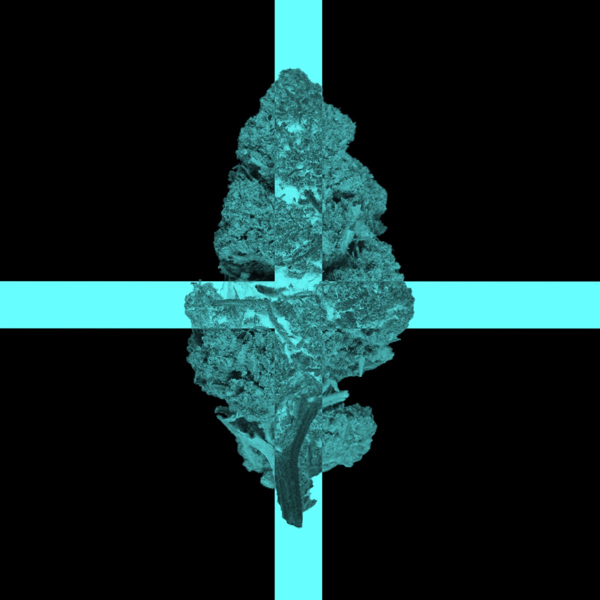 CannaCrypts tweet media