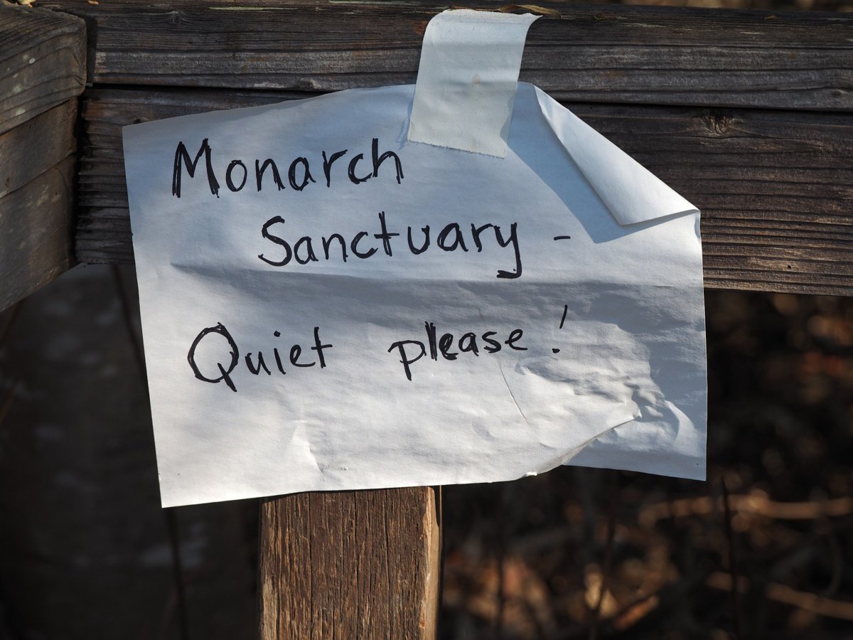 dmaccannell's tweet image. Most I've seen in years.