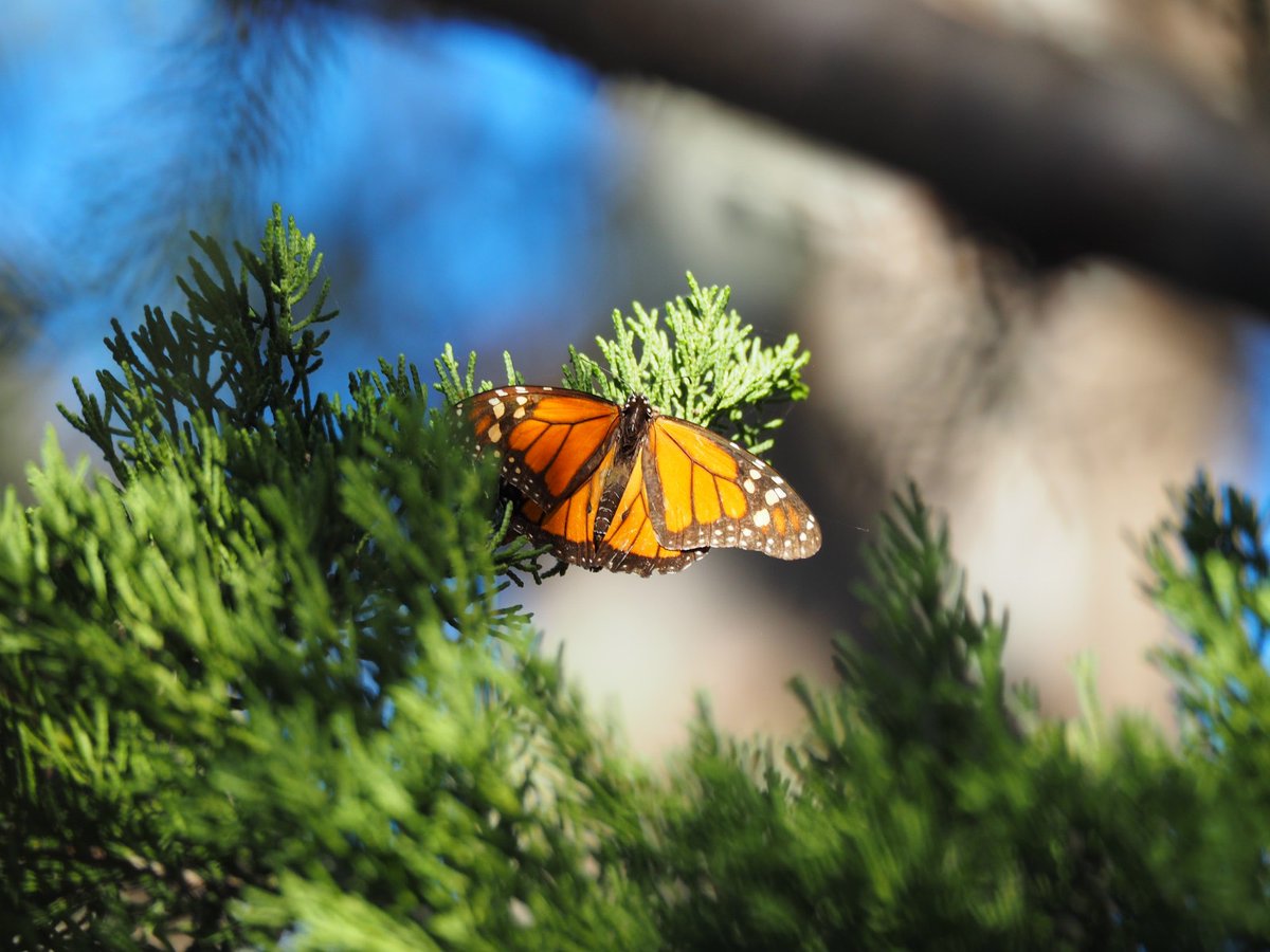 dmaccannell's tweet image. Most I've seen in years.