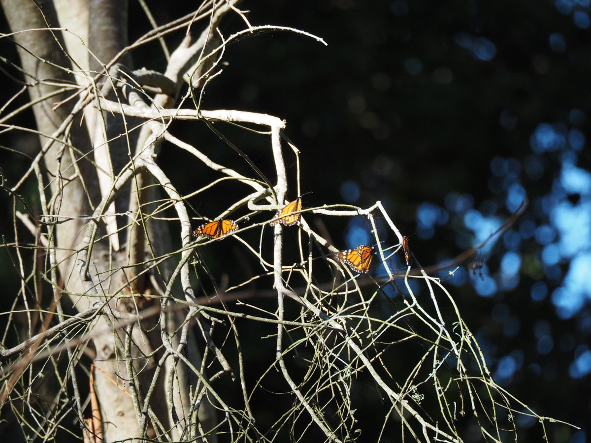 dmaccannell's tweet image. Most I've seen in years.