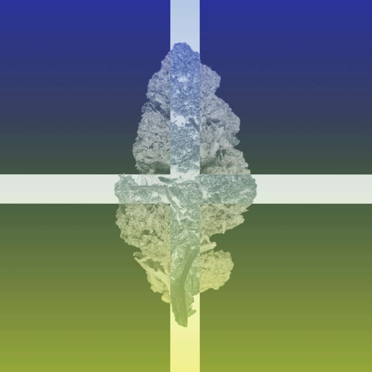 CannaCrypts tweet media